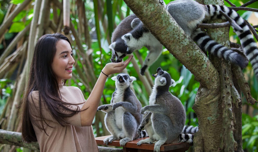 Wisata Kebun Binatang di Bali